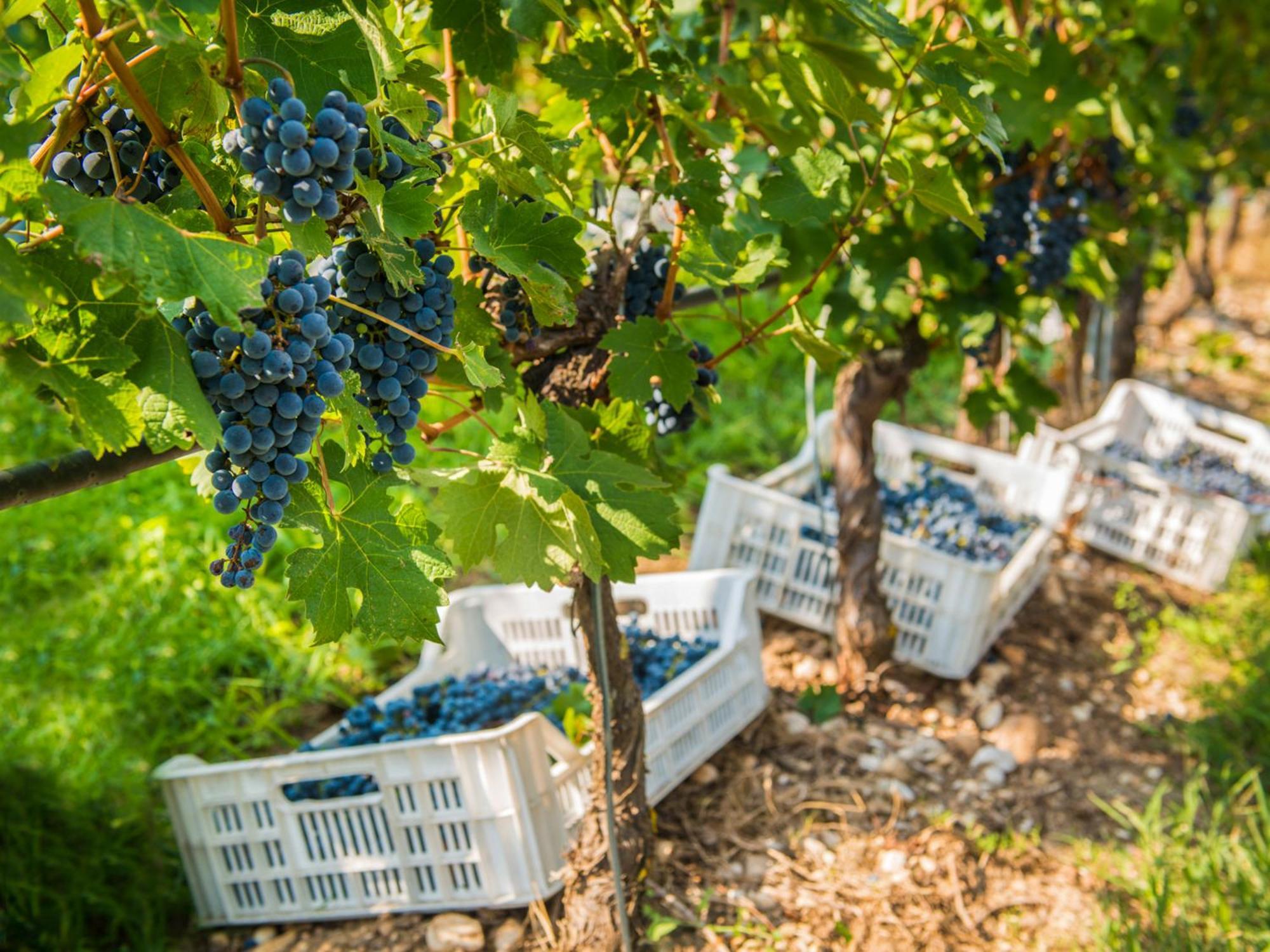 Tenuta La Presa Caprino Veronese Luaran gambar